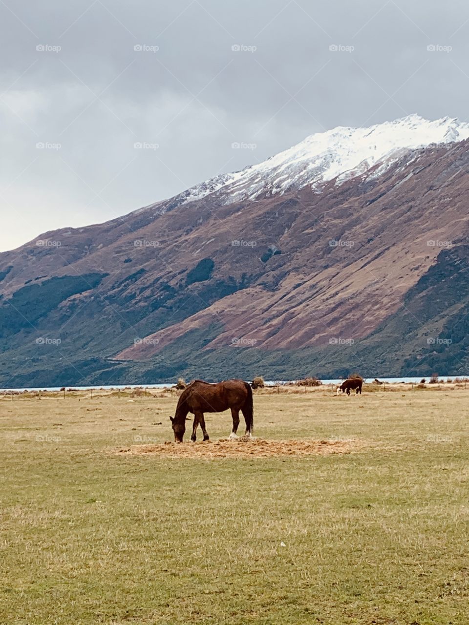 A cool and lovely morning at Mt Nicholas Farm, Queenstown New Zealand. Horses were grazing...