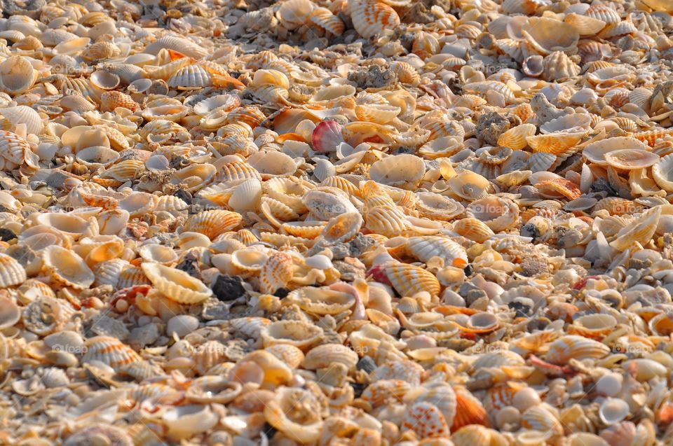 Full frame of scallop shells