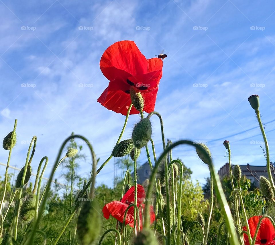 red poppies against a blue sky