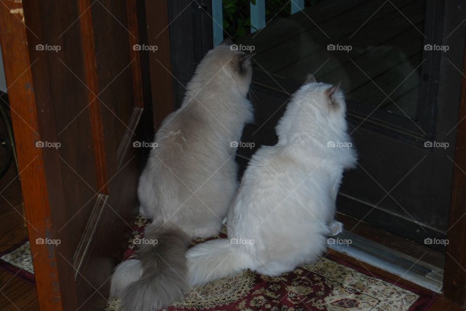 Ragdoll cats crossed tails