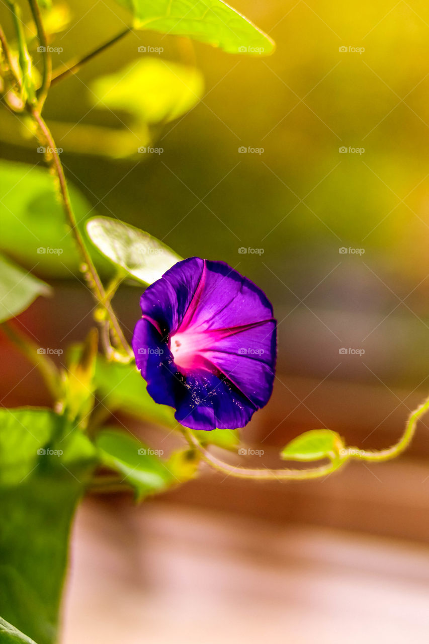 Purple flower of morning glory