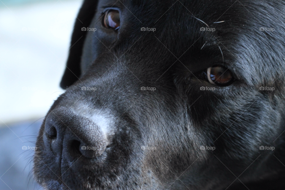 black dog portrait look by carthe