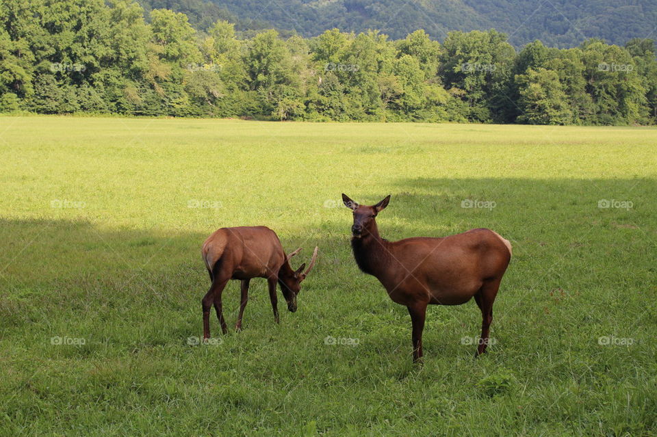 Elk