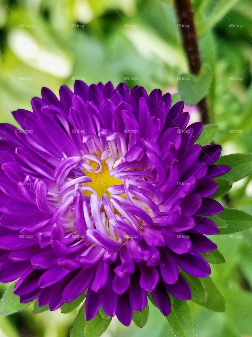 Purple beauty
