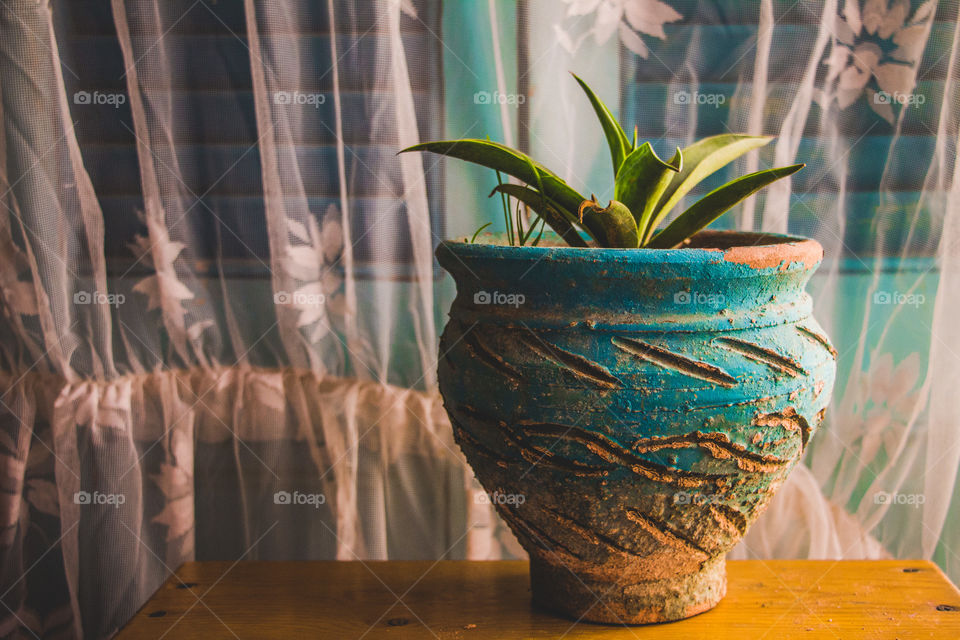 A type of cactus in a turquoise pot