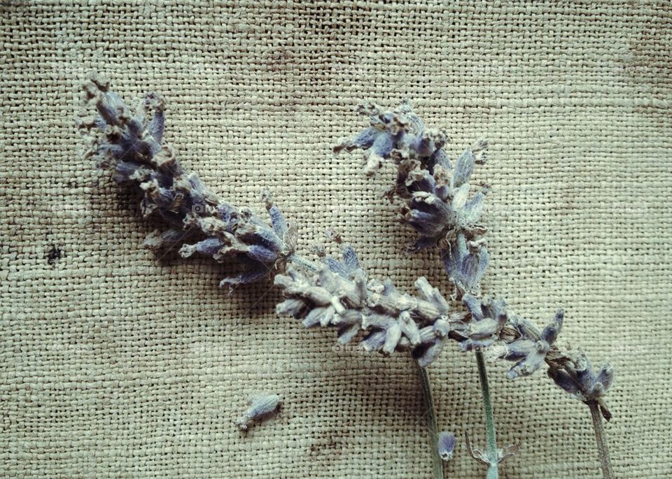 lavender on burlap