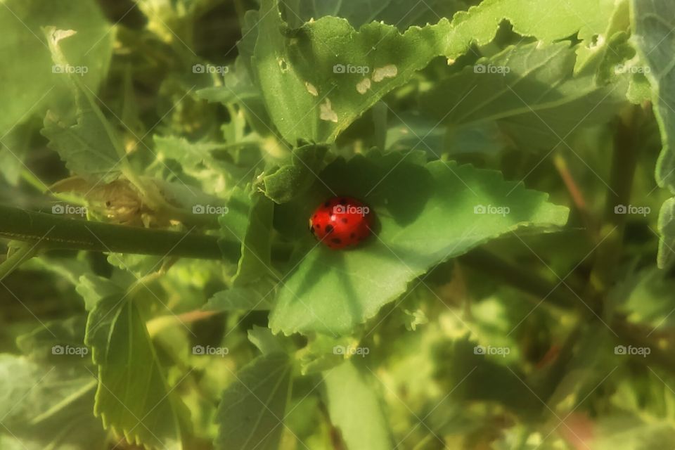 lady bug