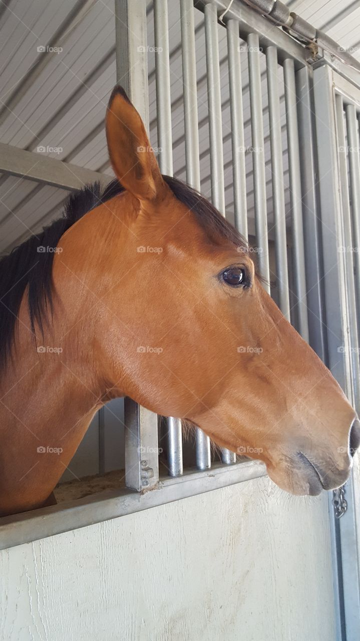 visiting a friend's horse ranch