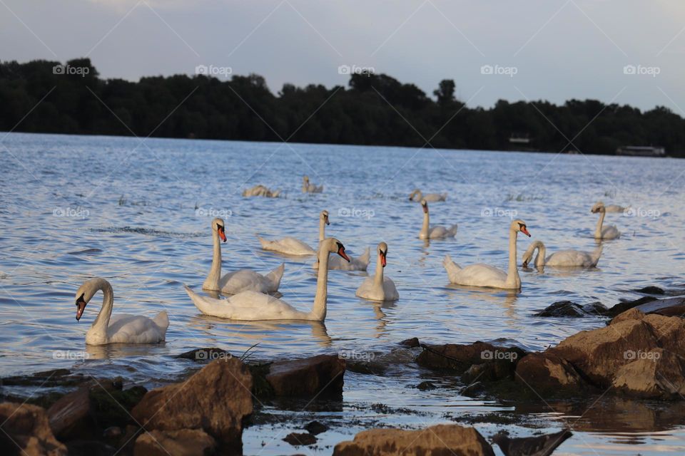 A flock of swans