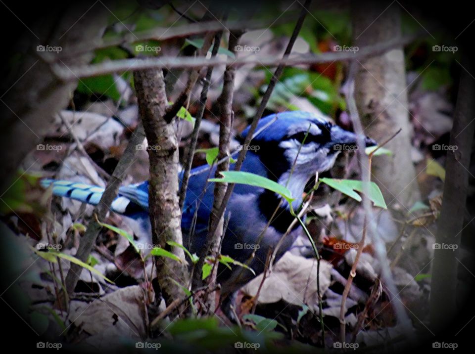 This is a Blue Jay bird on the ground among the fallen leaves of the trees on a cool autumn day.