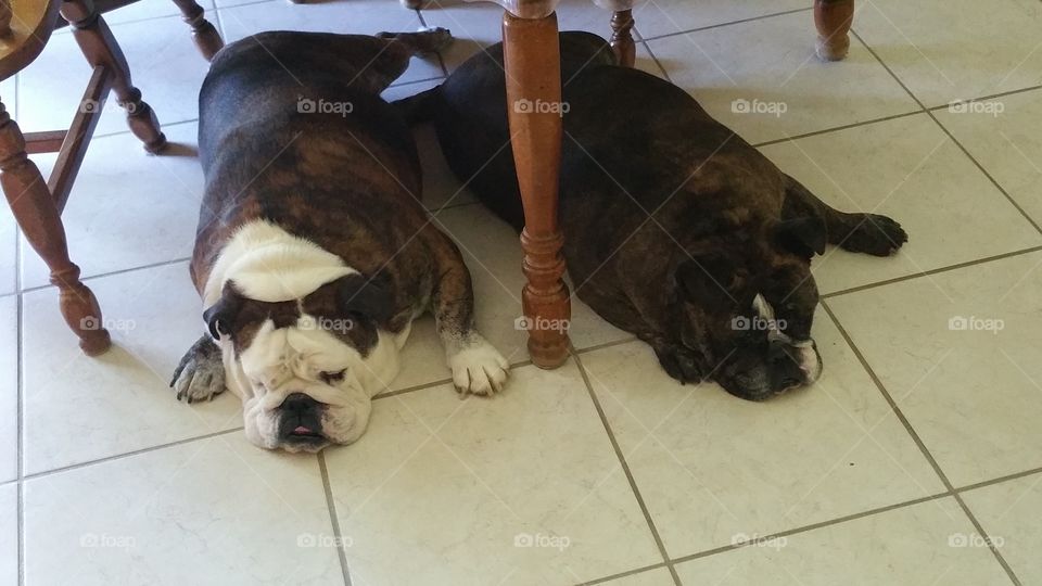 Sleeping bulldogs