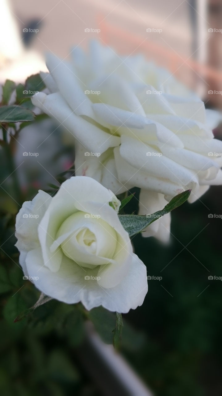 Flower, Rose, Wedding, Nature, Bouquet
