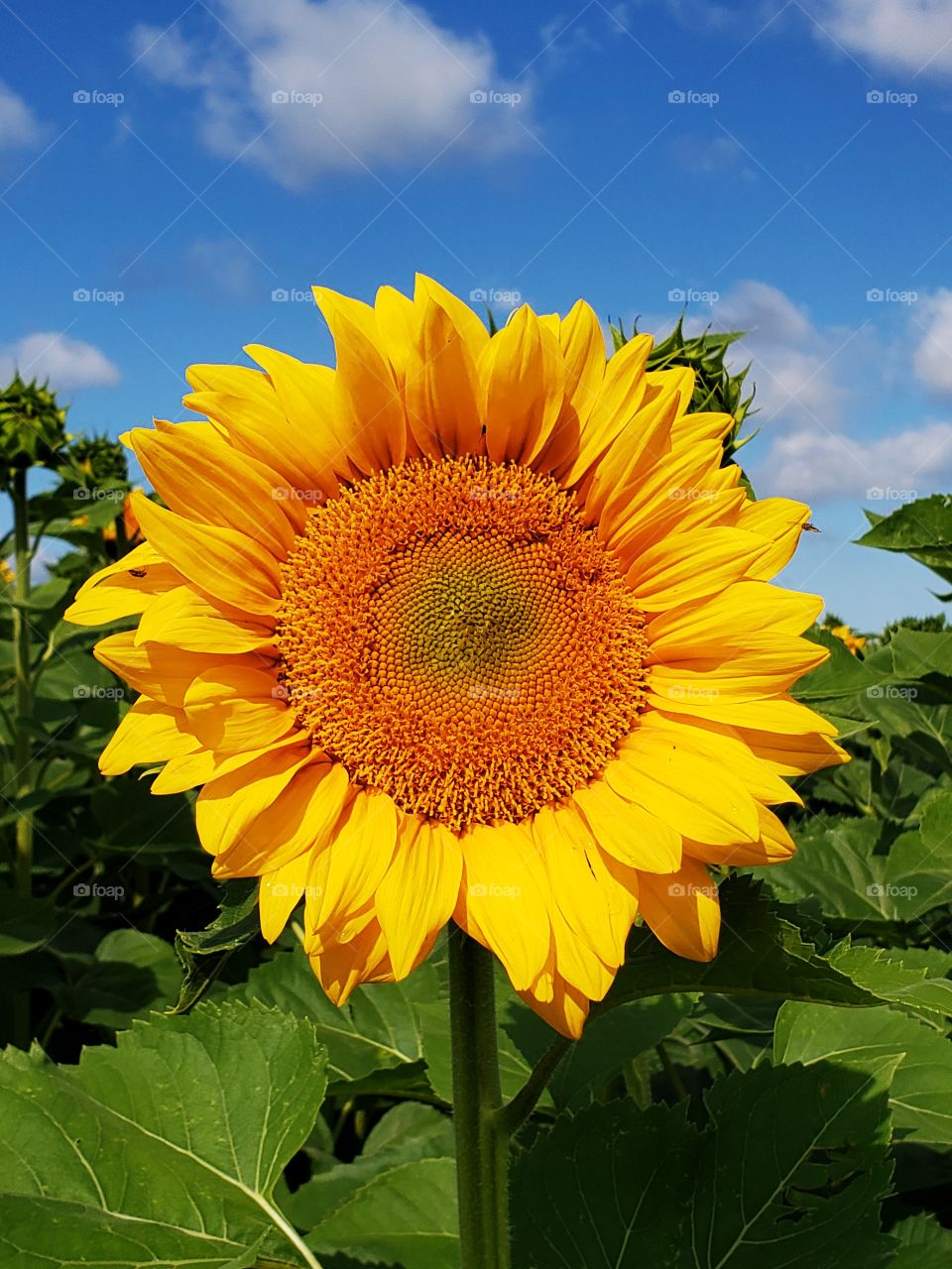 sunflower face