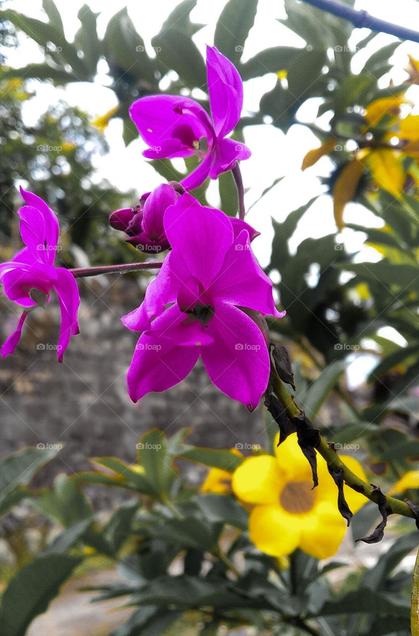 beautiful purple flower in the garden house
