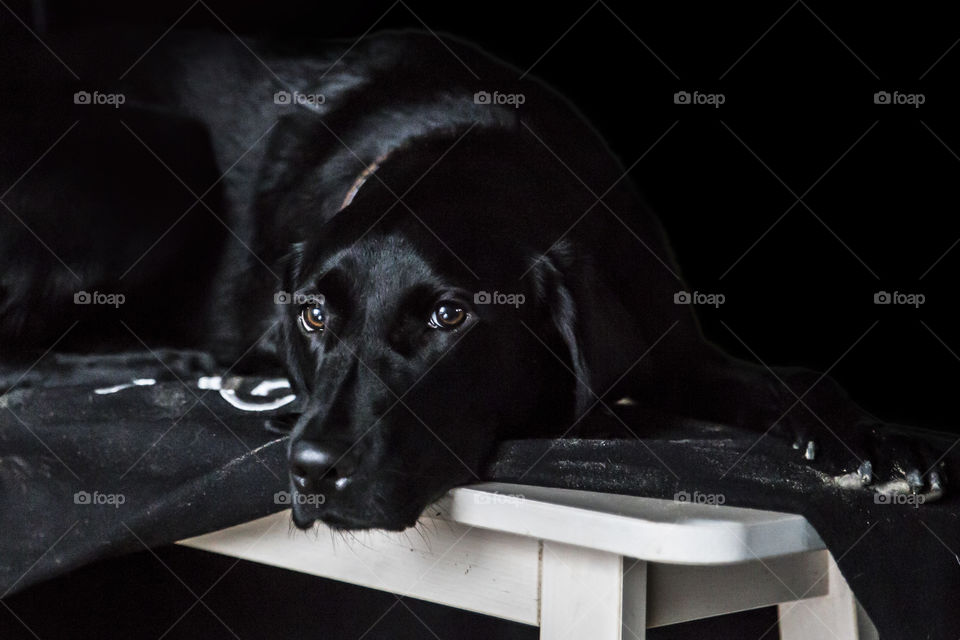 Black Labrador retriever being beautiful begging for attention and looking in to the camera 