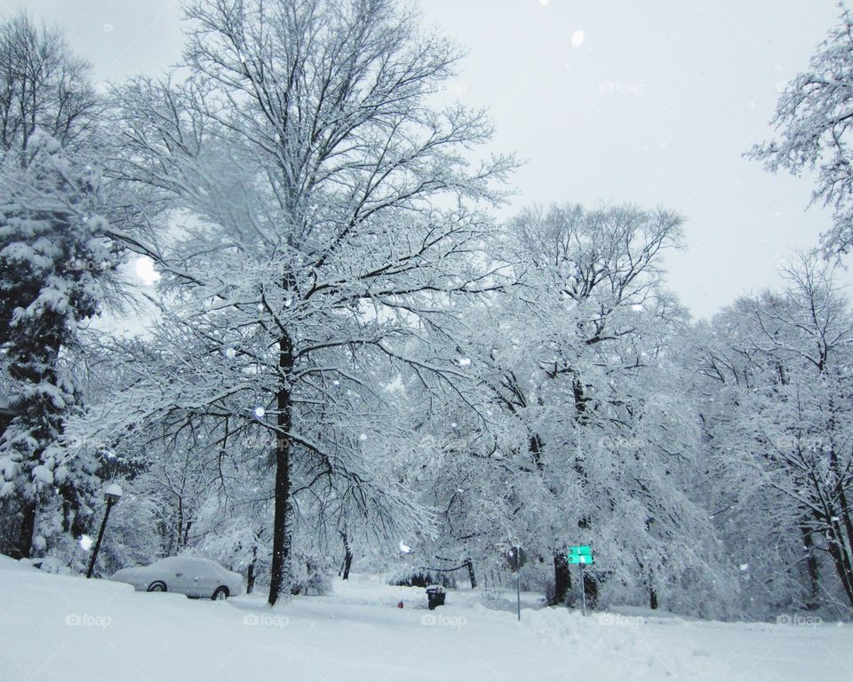 Snow Snow and More Snow