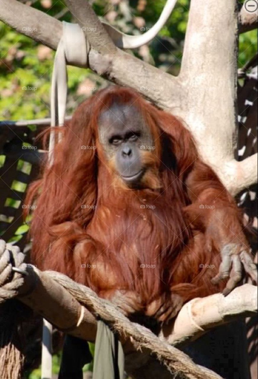 Orangutan two