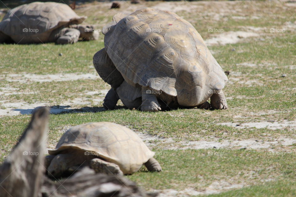 Das Leben der Schildkröte