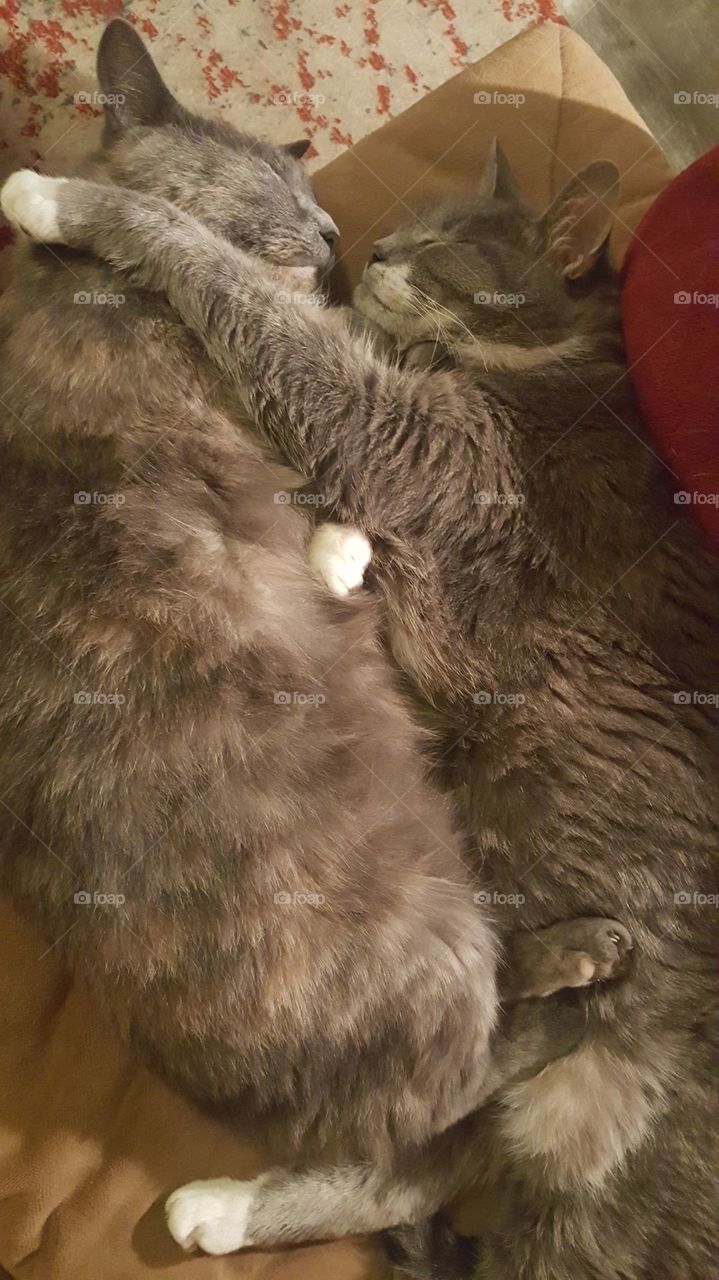 cats snuggle while sleeping