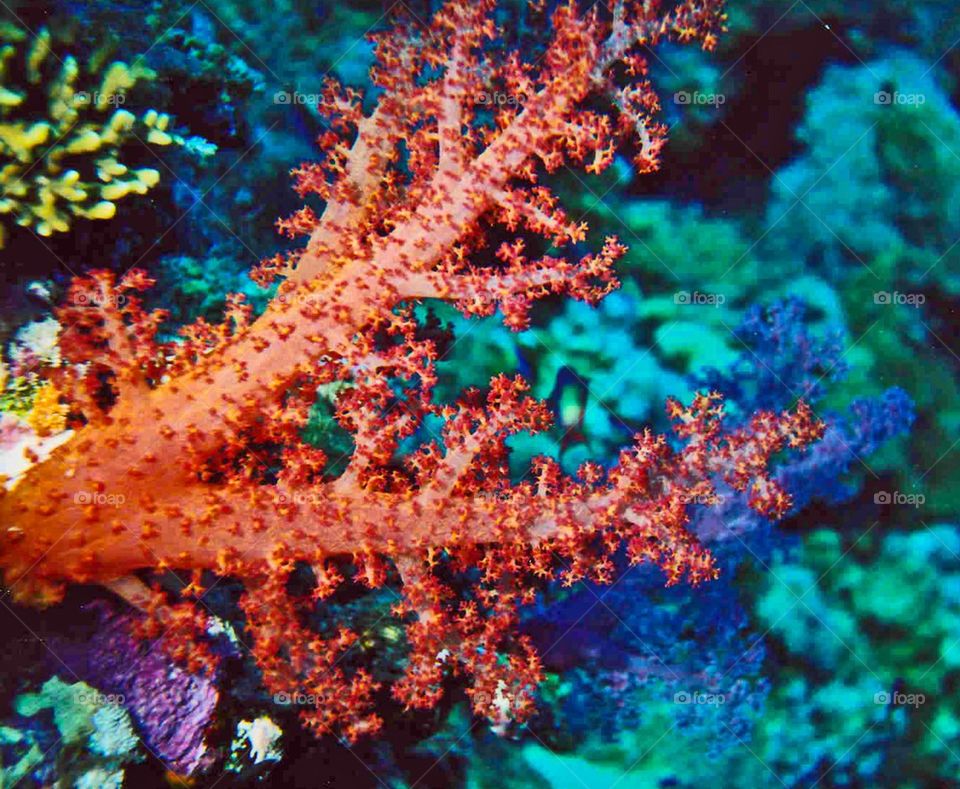 Soft coral