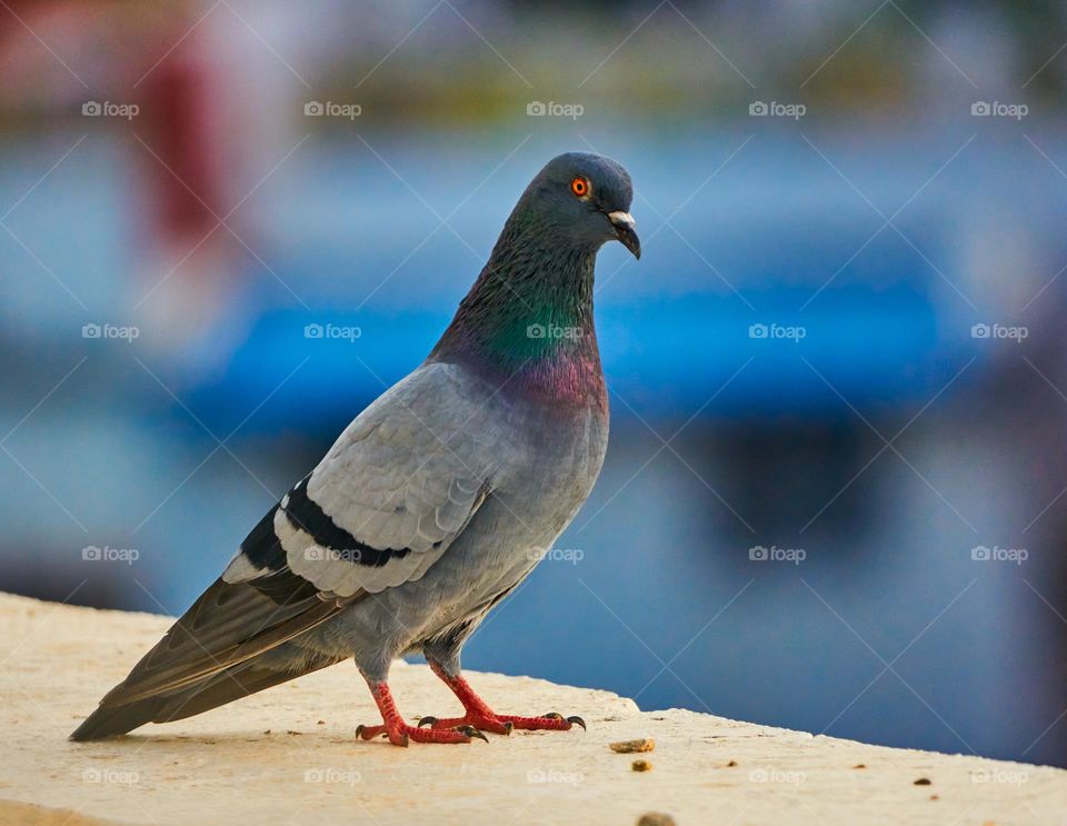 Bird photography  - Indian Dove