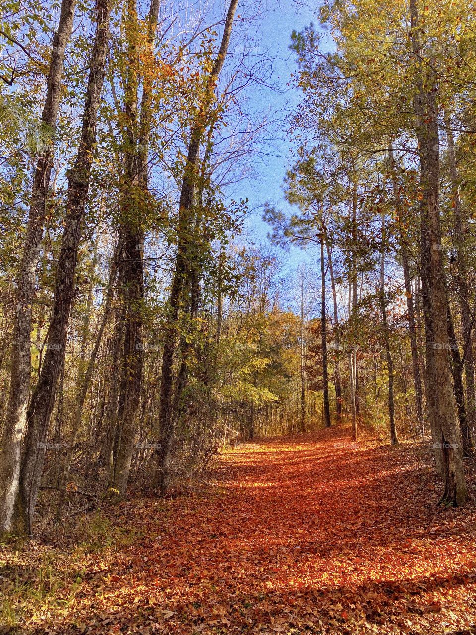 Autumn Scene