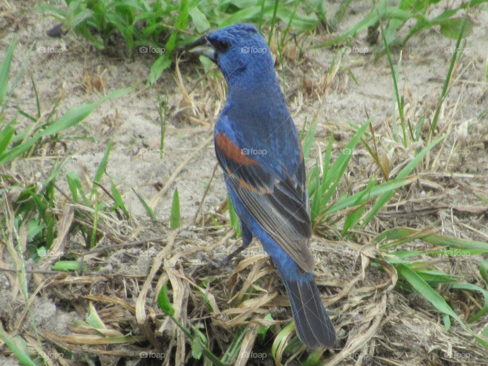 Blue Grosbeak