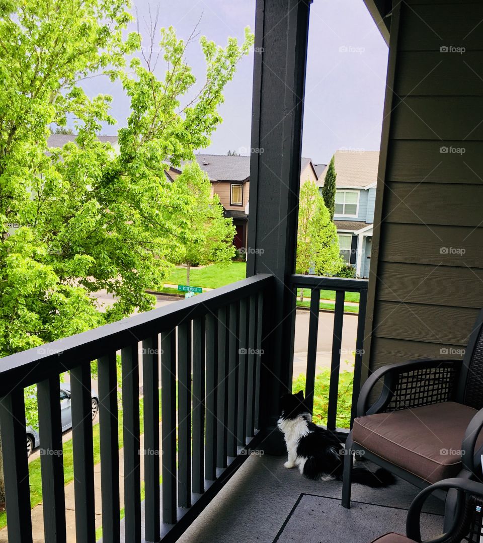 Cats outside meow bout that?