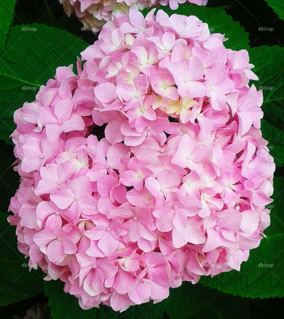 popping hydrangea
