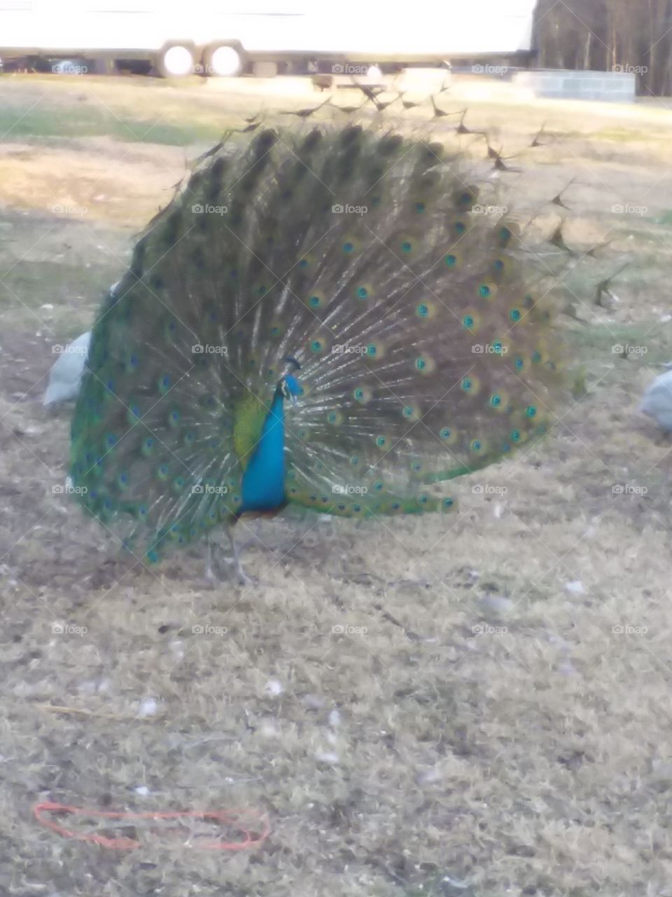 Showy peacock