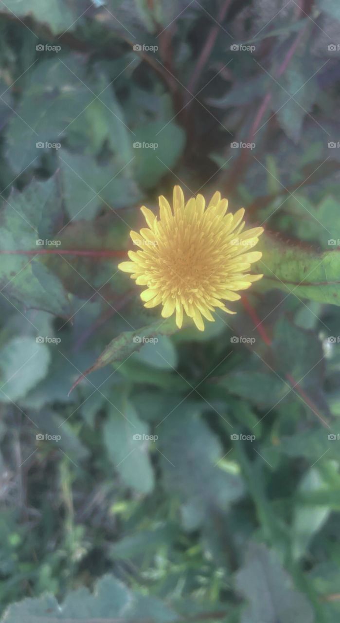 Close up of a yellow daisy 