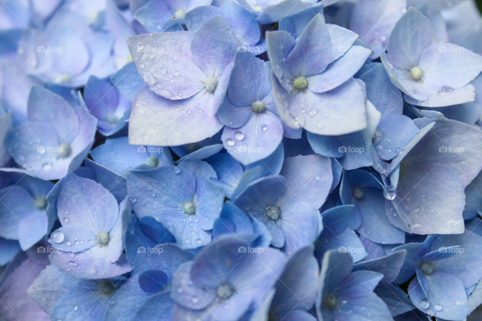 Hydrangea after the rain