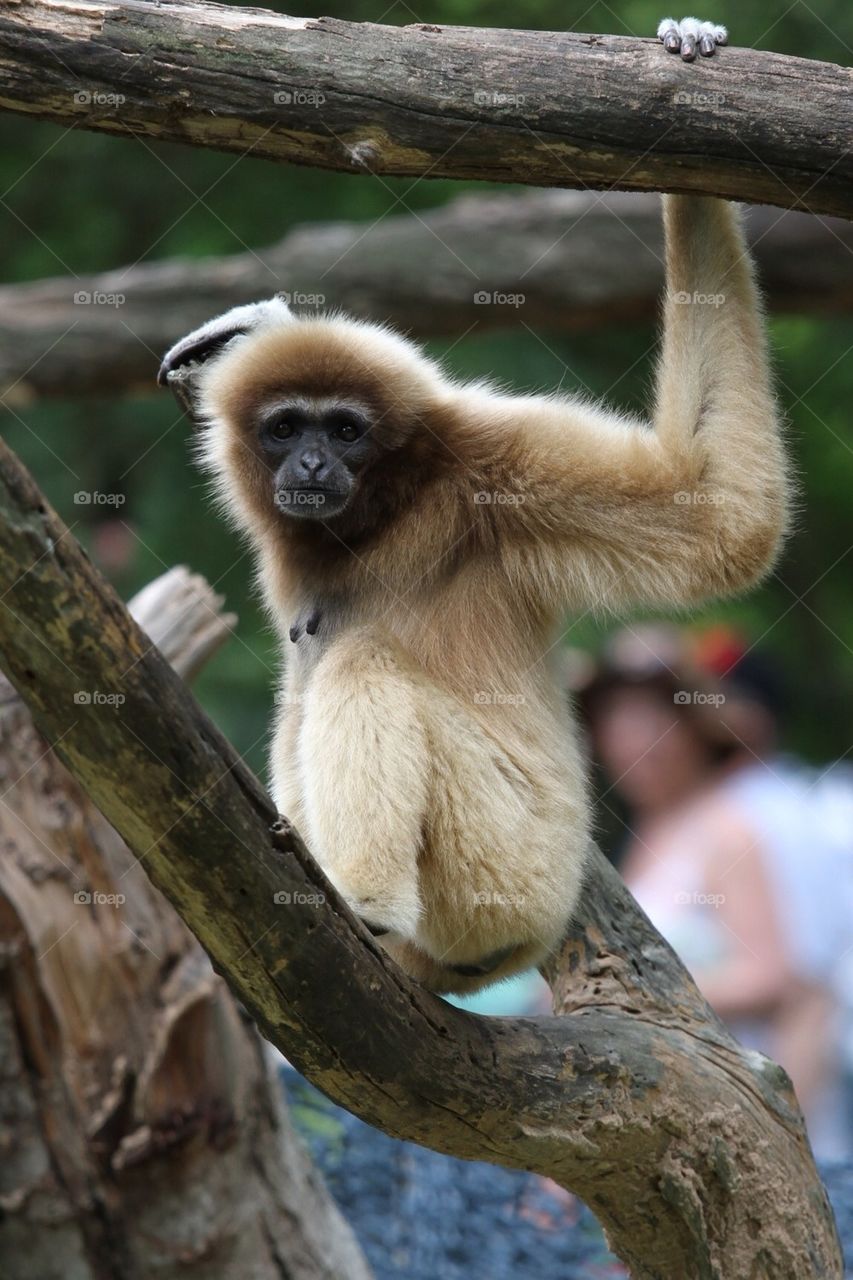 Gibbon