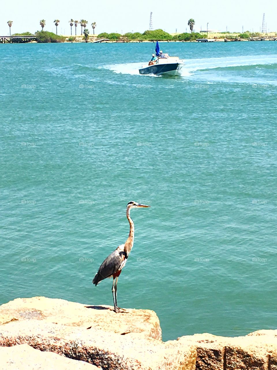 Crane on jetty in Port Aransas, Texas. 