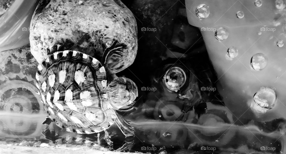 Turtle in Black and White