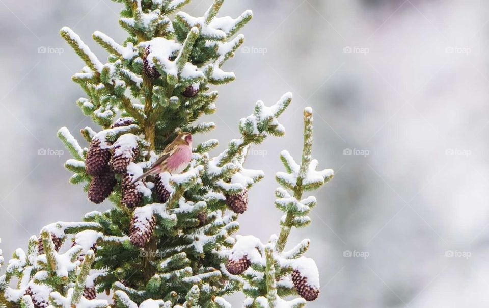 White Plum and Crimson Sparrow