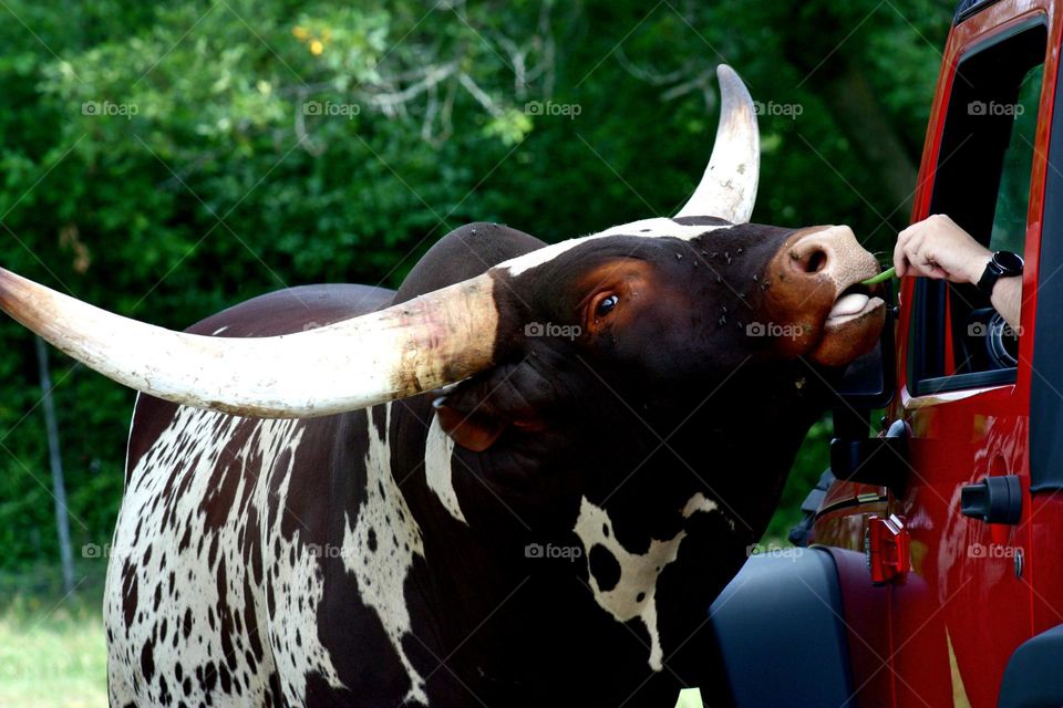Gentle cattle (yak)