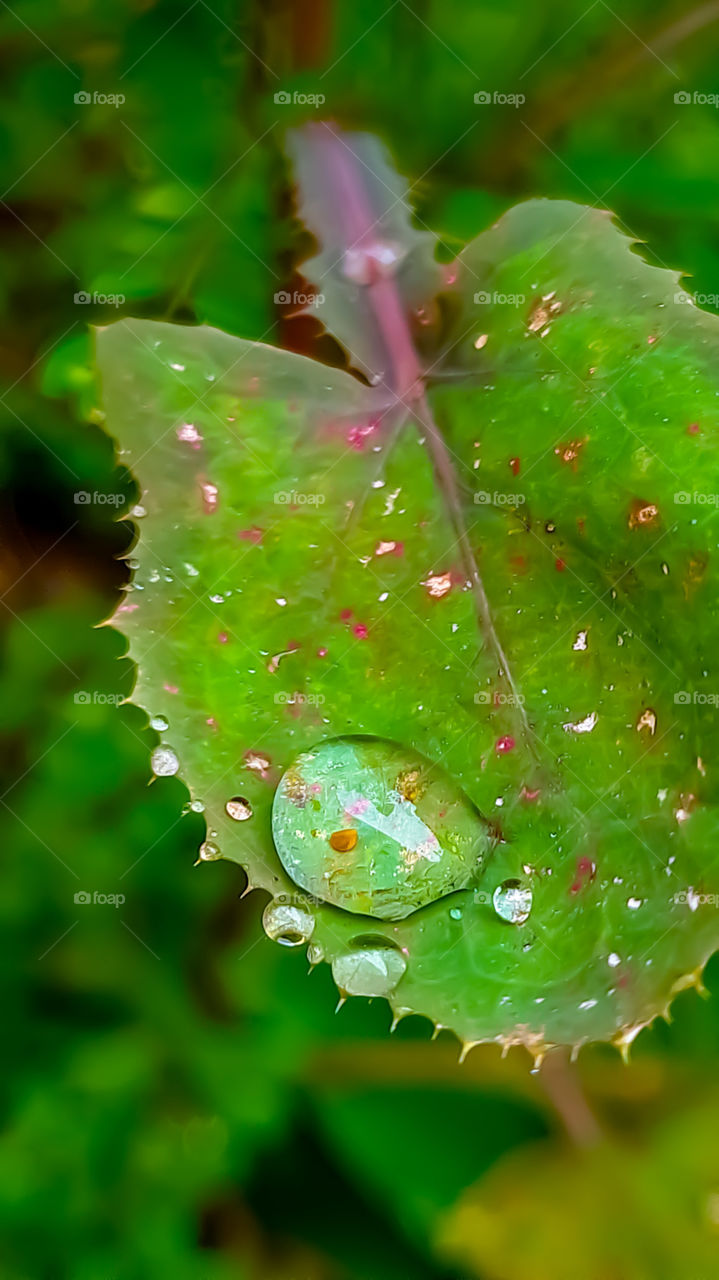 Macro Image: Raindrop on the leaf.
