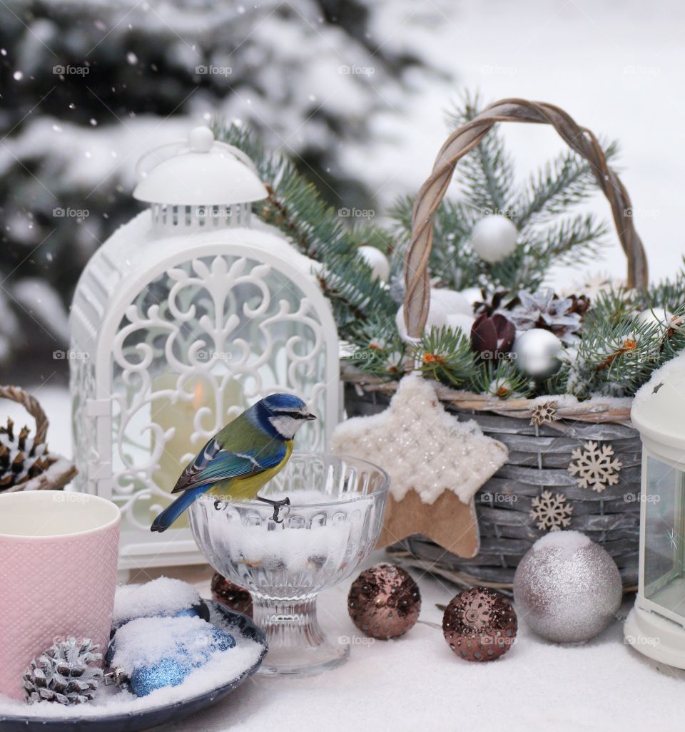 little blue tit bird in winter still life