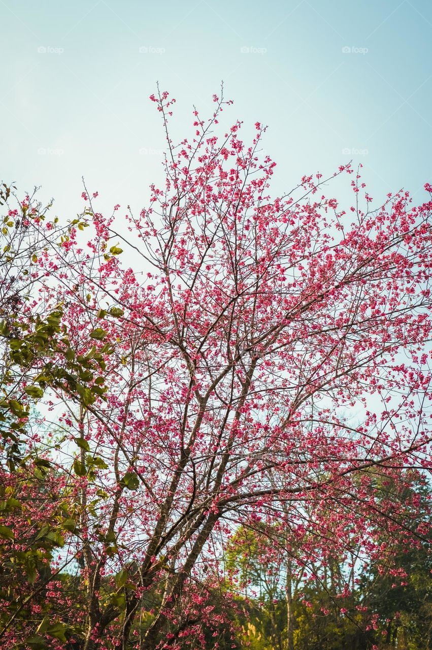 Capturing the beautiful cherry blossom during spring season