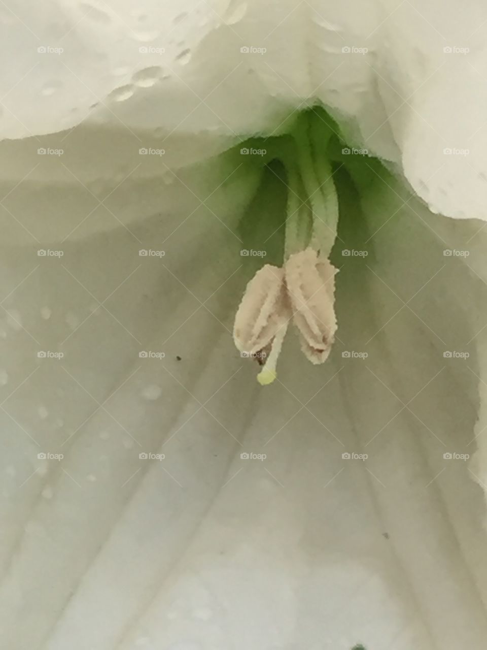 Moon flower, closeup after heavy rain
The blossom is full of rainwater
It's quite large, at least eight inches across
Fascinating 