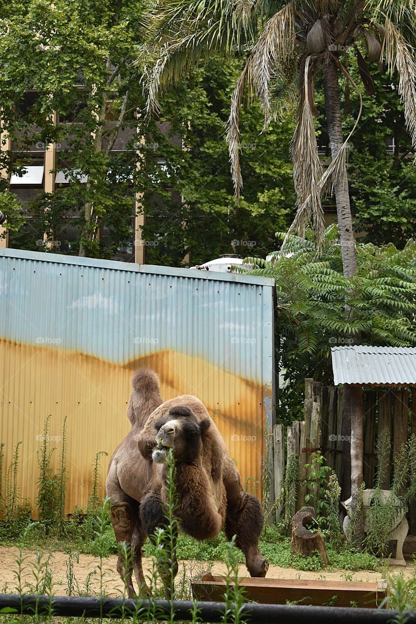 Camel // Ecoparque Buenos Aires ,Argentina