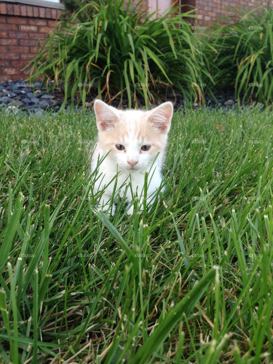 Prowling in the Grass. Our fluffball of a kitten prowling around outside in the grass