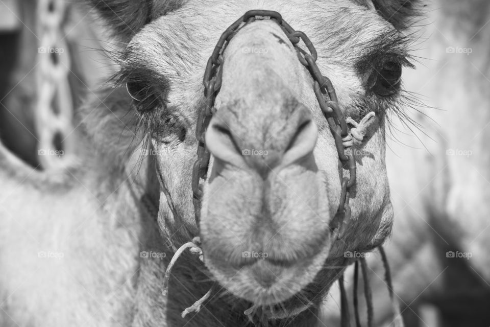 Cute camel portrait