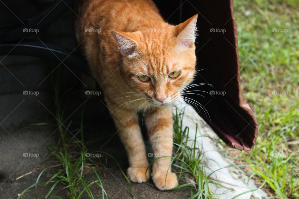 Kikipaw in the world ✨