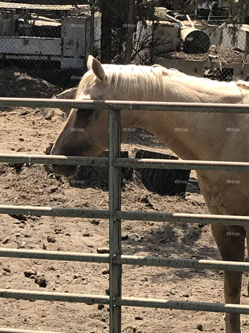 A horse posing for a photo shoot in the corral. The animal looks as magnificent as God made it.