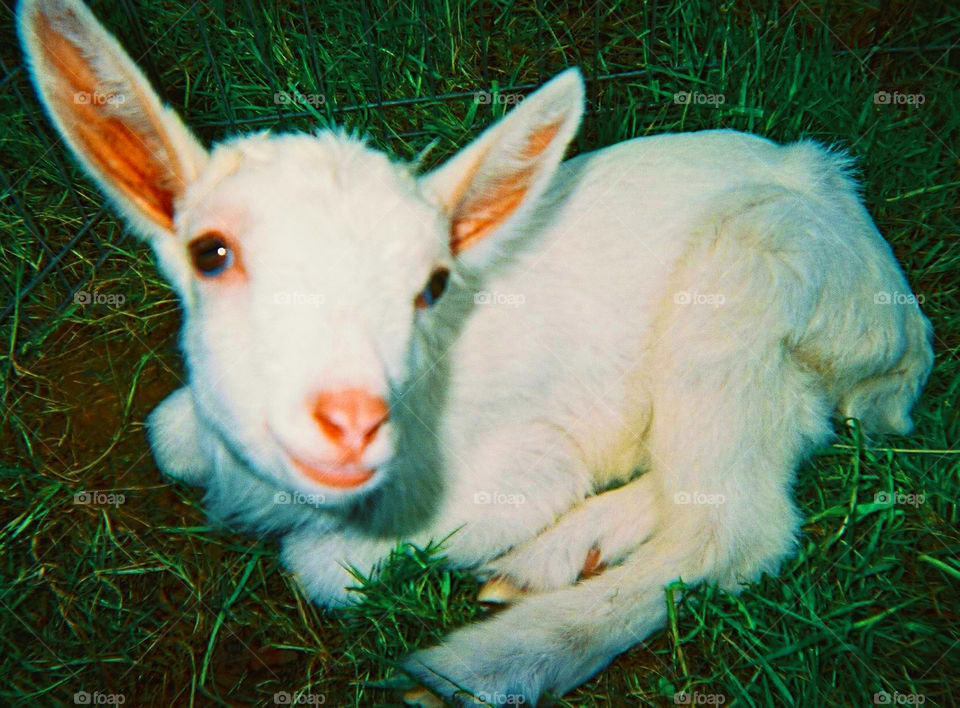 Kid. Baby goat photographed in Asheville, NC