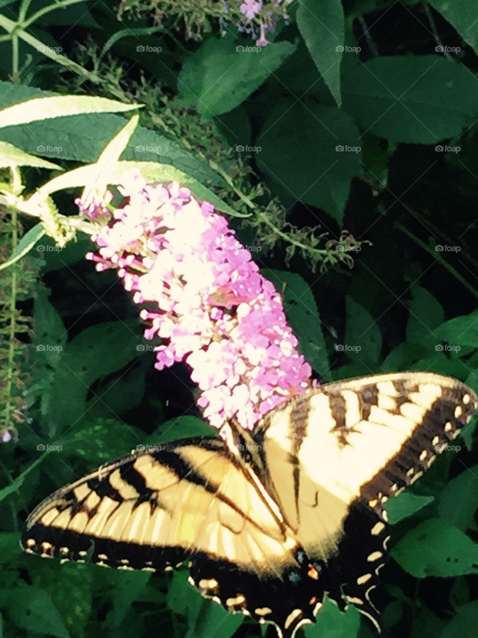 Beautiful yellow and black butterfly on a lavender bloom growing on a bush. 
