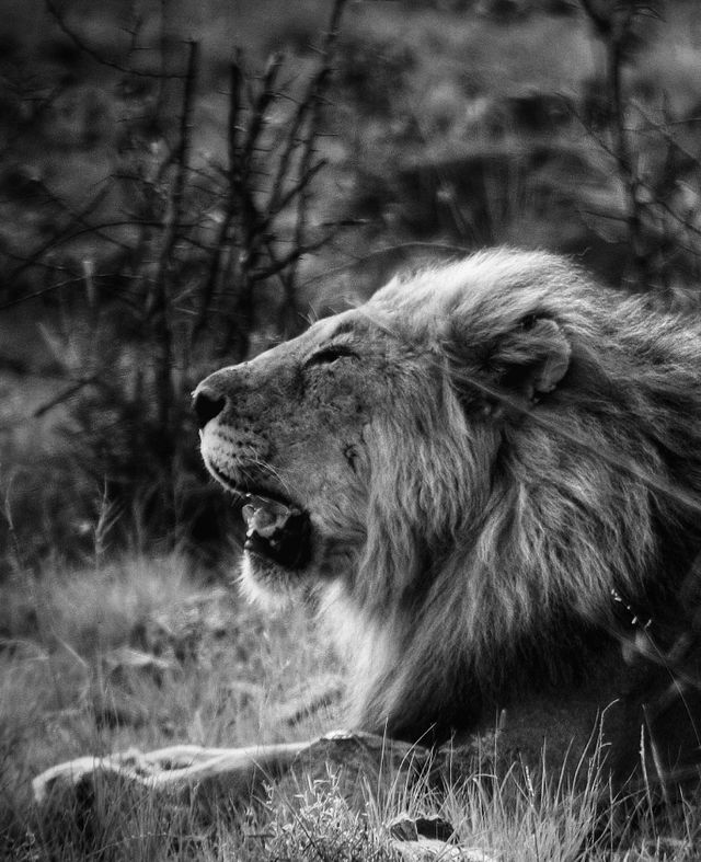 Portrait of a male lion.