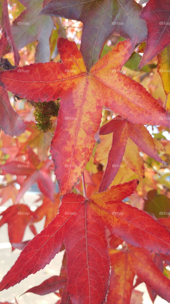 fall leaves